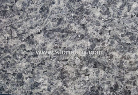 小蓝钻（冰花兰）