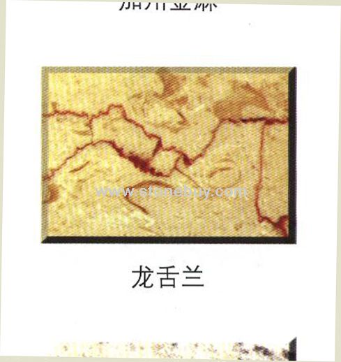 龙舌兰