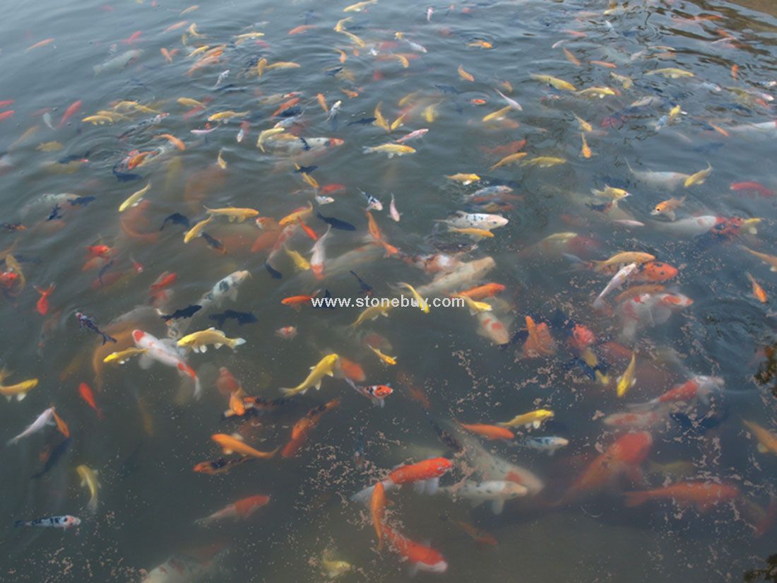 矿区水库-锦鲤鱼