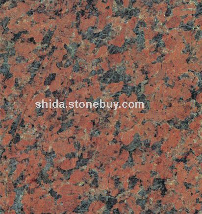 石岛红老8号(G386)