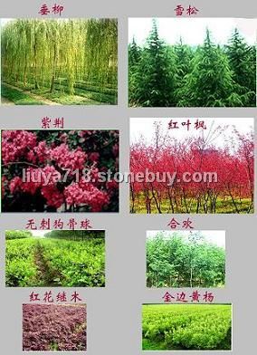 园林苗圃