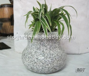 银边兰G603