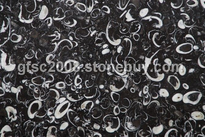 海贝花（海飞燕）