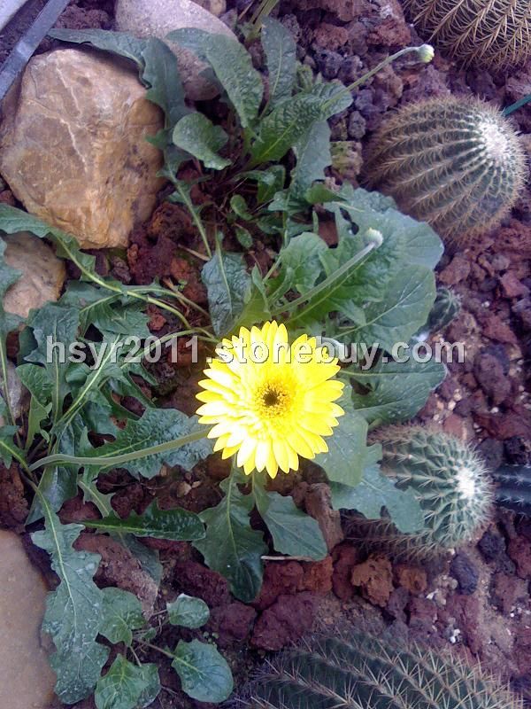 無土栽培專用火山巖