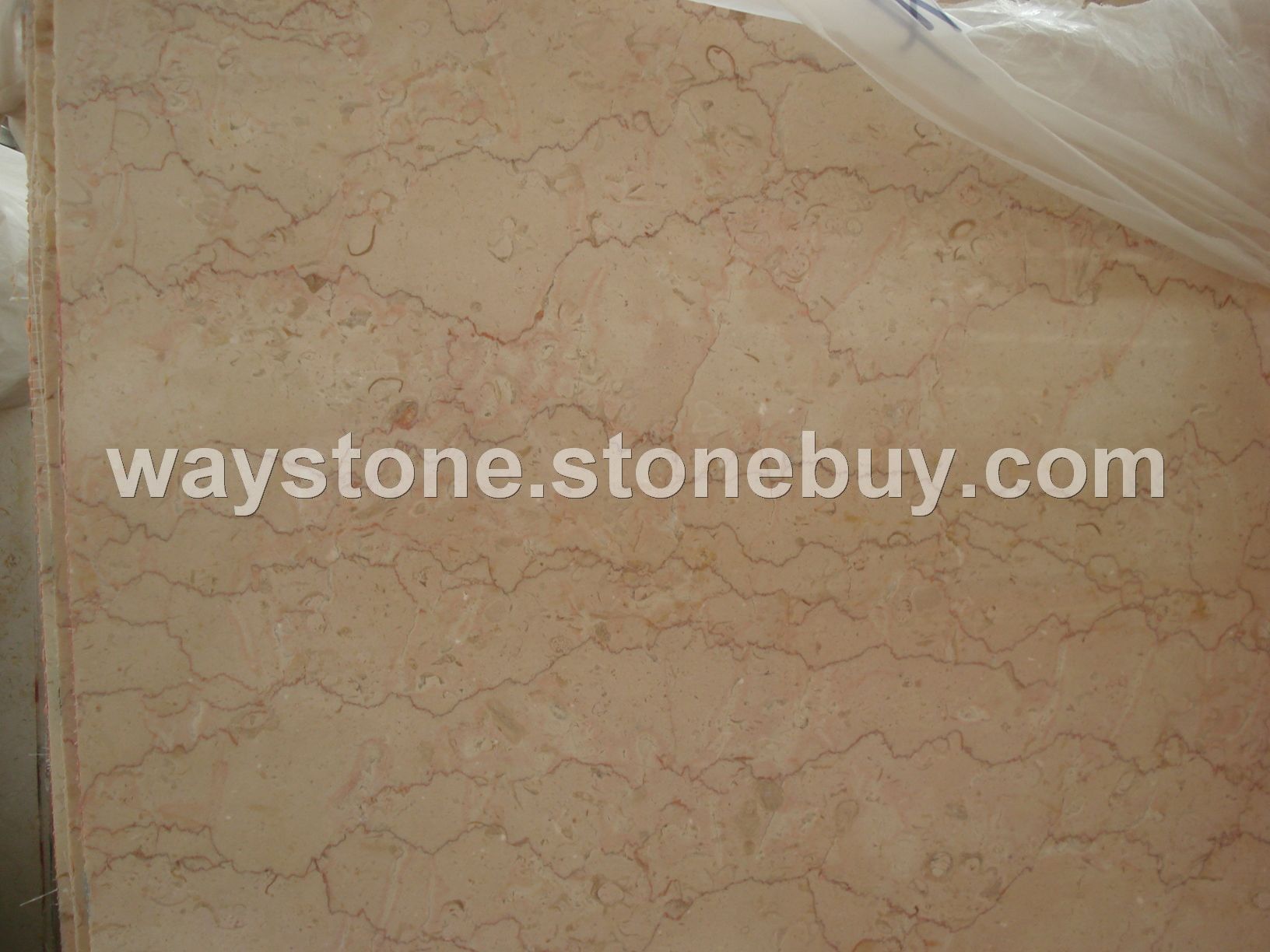 清仓大甩卖龙舌兰，米黄洞石，咖啡洞石等