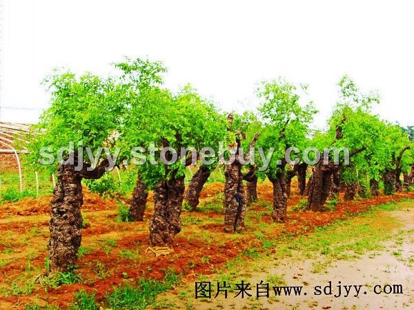 园艺造景-百年古树