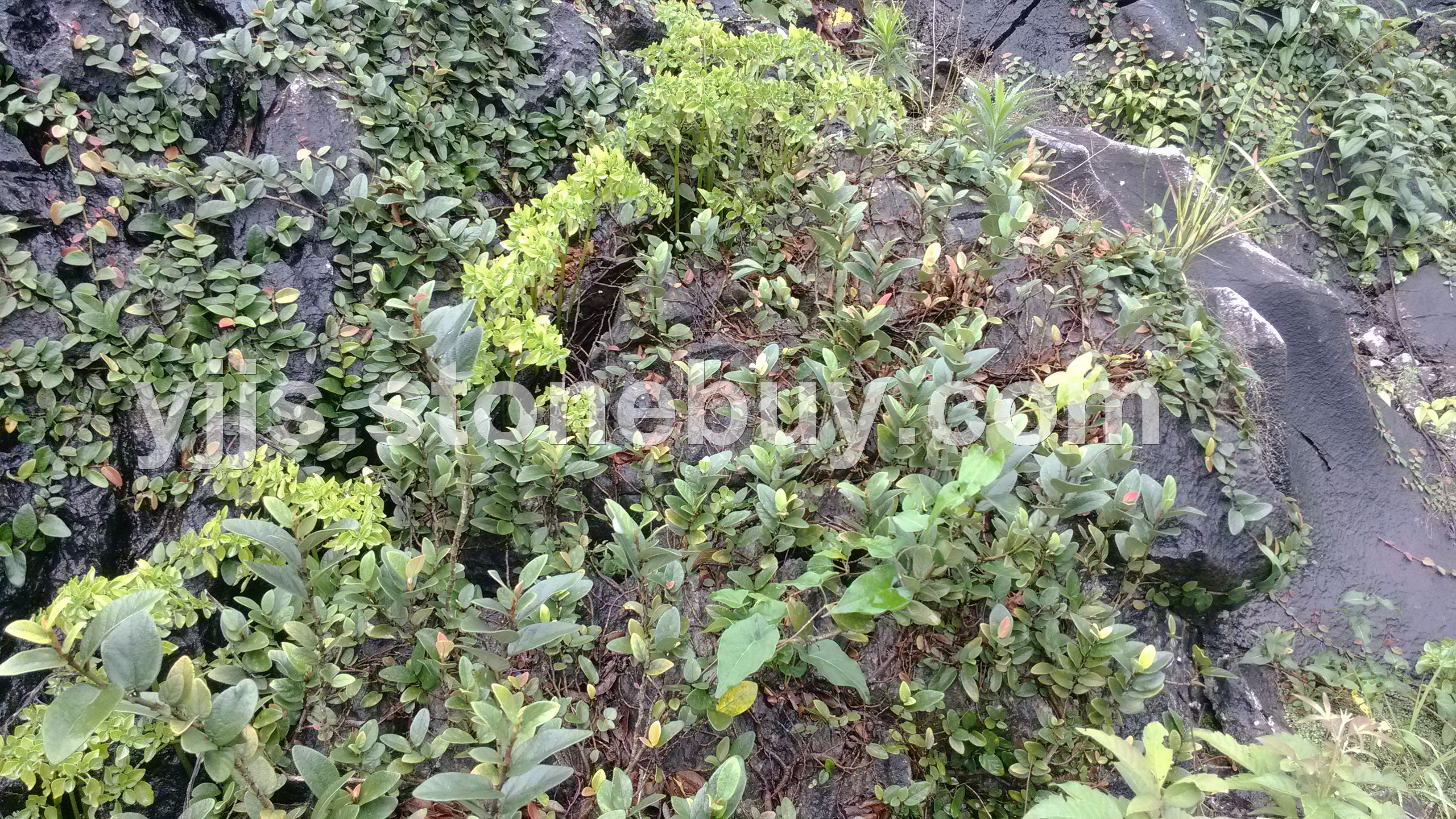 天然山石上的植被