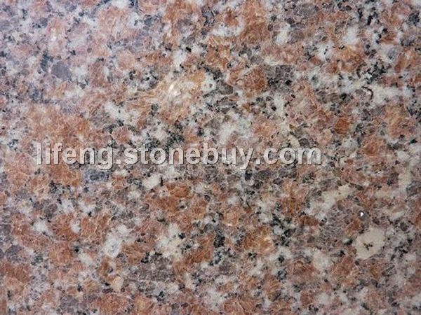 五莲红 光板 大花