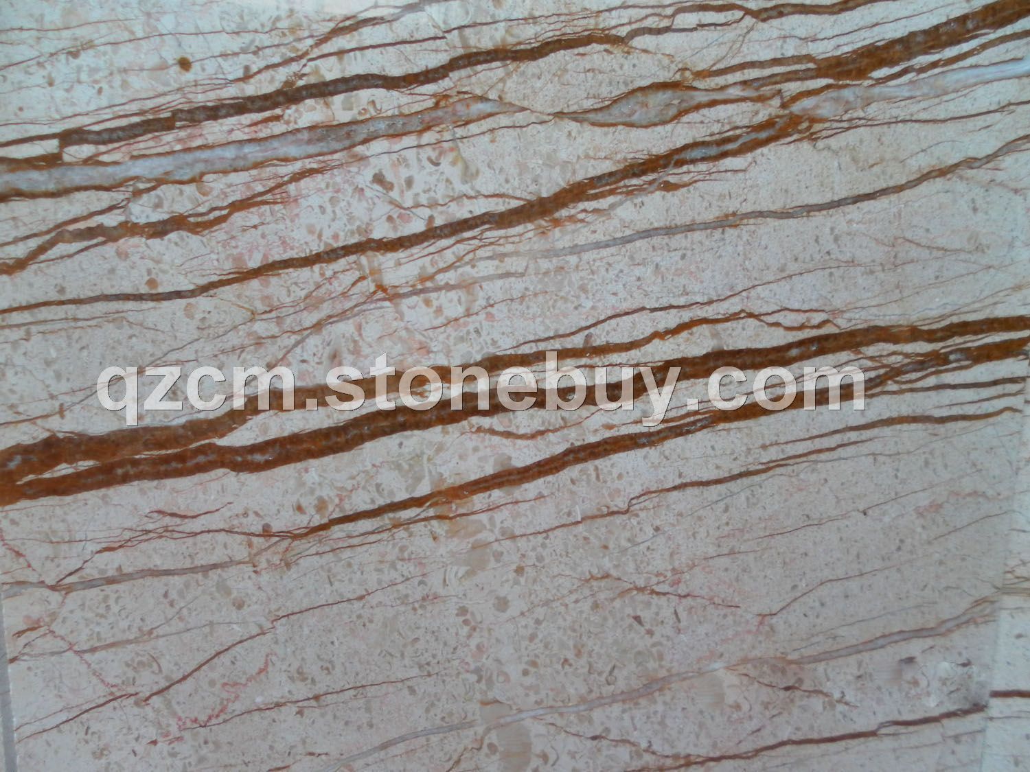 粉金根 Pink Golden Root