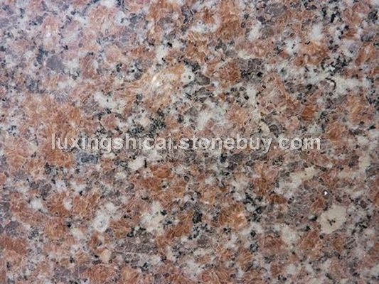 五莲红 光板 大花