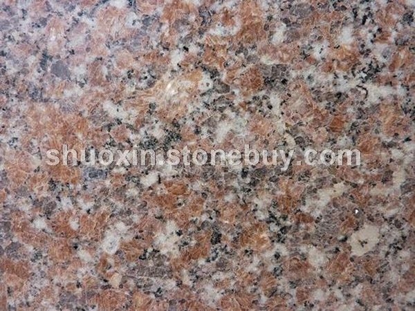 五莲红 光板 大花