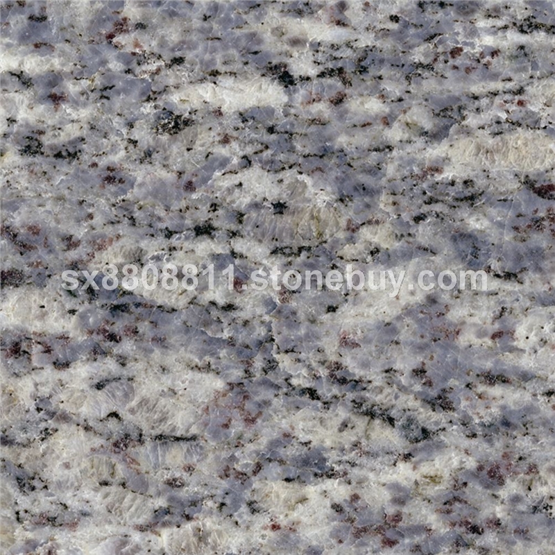 紫点蓝钻(小花)