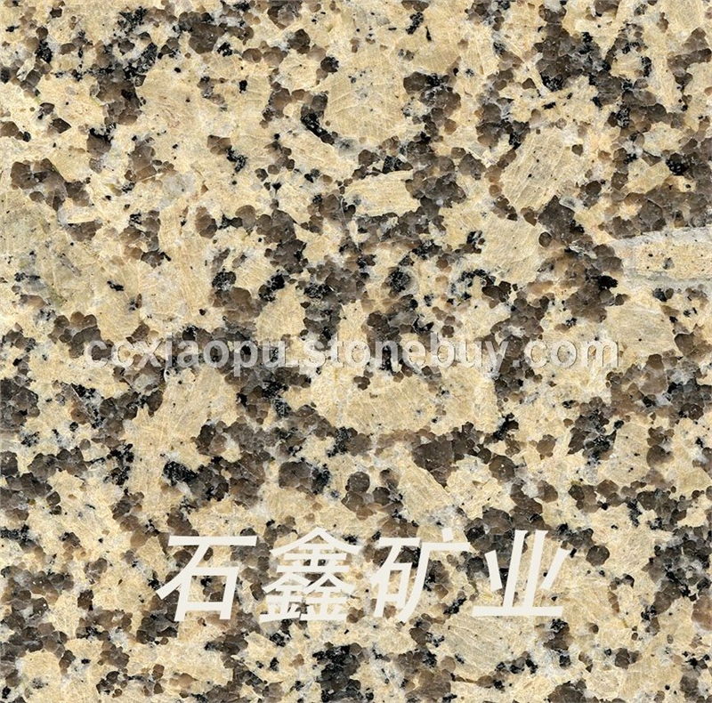 江西卡麦卡斯金钻菊花黄大黄