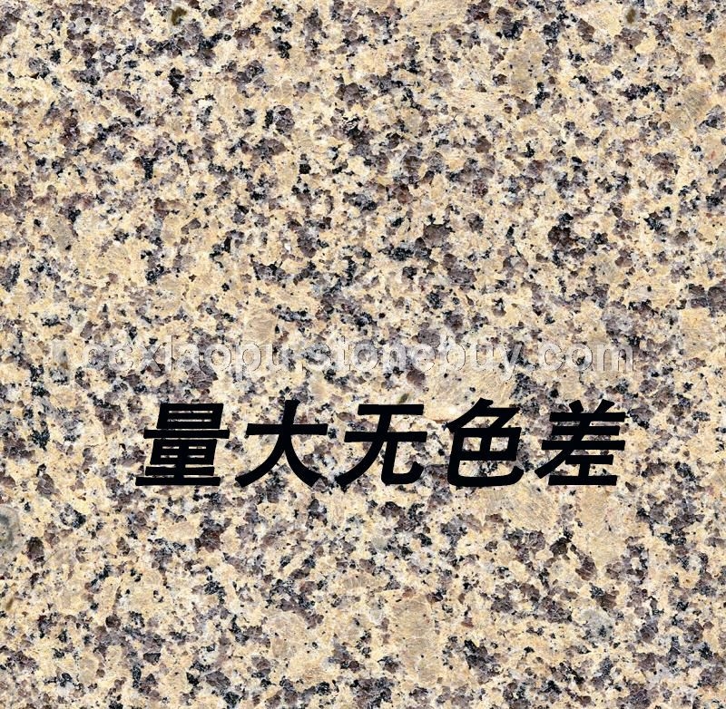 量大现货新卡麦新海地金钻菊花黄