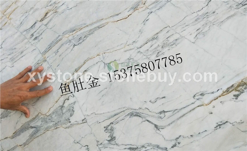 鱼肚金  鱼肚