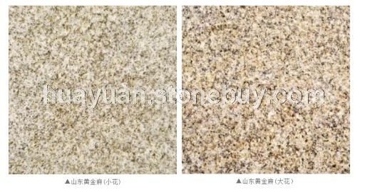 山东黄金麻大花黄金麻中花
