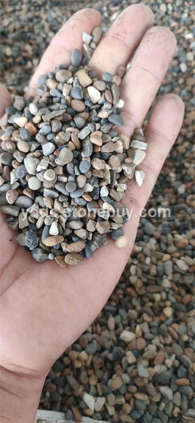 广东变压器鹅卵石源头厂家造景石大量水磨石山卵石滤油池