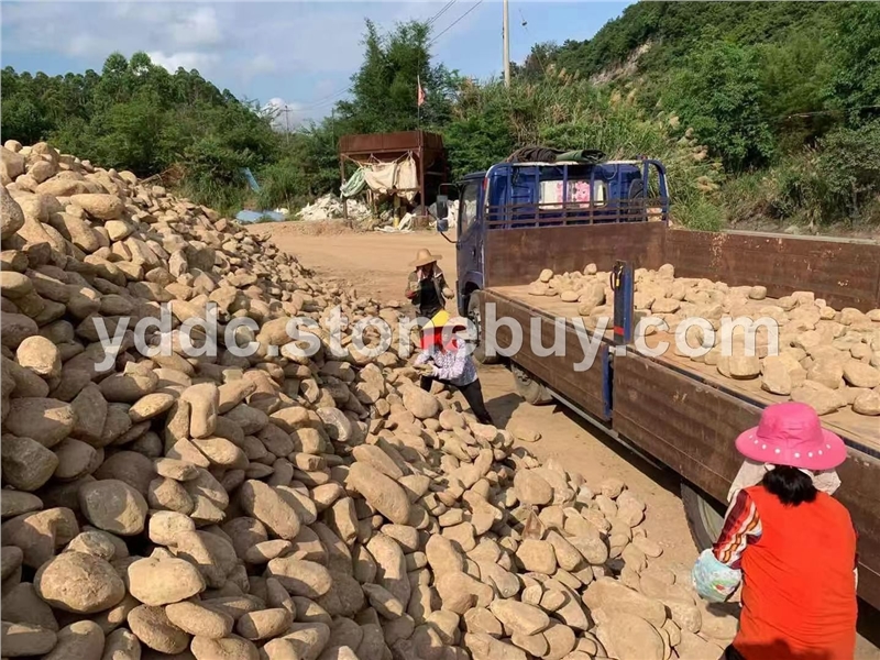 广东变压器鹅卵石装饰造景石大量水磨石小石头滤油池