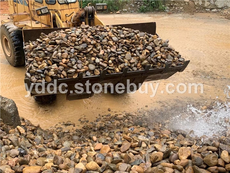 广东变压器鹅卵石供应滤石大量水磨石报价鱼池垫底