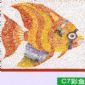 C7彩魚