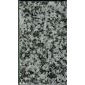 大白花G439