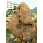 優(yōu)惠供應(yīng)廣東大型黃臘石黃蠟石,園林景觀石,量大更優(yōu)!