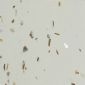 金贝白 cowry white YR0918-1