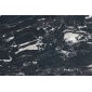 銀白龍供應(yīng)商
