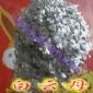 厂家直销云母 云母粉 云母片