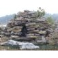 千層石