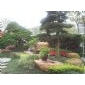 庭院