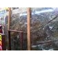 熱帶雨林（雨林綠）