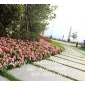 五蓮花鋪路石