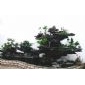 室內(nèi)假山盆景