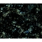 綠星