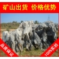 廣東大型太湖石招牌石，形態(tài)各異廣東太湖石，假山石廠家