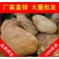 黃臘石，福州學(xué)校廣場黃蠟石，景觀石大量批發(fā)