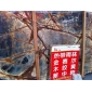 雨林金