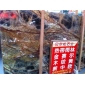 雨林金