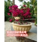 富僑石雕花缽、石雕花缽設(shè)計、石雕花缽制作、石雕花盆、石雕花盆廠家