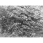 礦山直銷 批發(fā) 進(jìn)口 青花瓷 意大利灰 大板 荒料 合作代理