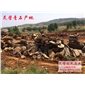 靈璧假山石 假山石價格 靈璧假山石產地批發(fā)