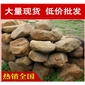 廠家直銷深圳泰州園林景觀石材黃蠟石，黃臘石假山石料