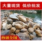 深圳湖州水池包邊黃臘石，黃蠟石景觀石材