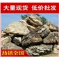 東莞千層石，人工湖駁岸張家港千層石，景觀石批發