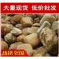 橢圓黃蠟石，韶關高端別墅黃臘石，假山石