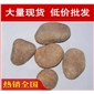 廠家直銷深圳北京小區景觀鵝卵石濾料