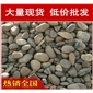 廣東天然鵝卵石，樓盤景觀中山鵝卵石大量現貨批發