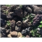 海南火山巖石材