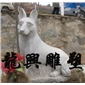 狐狸